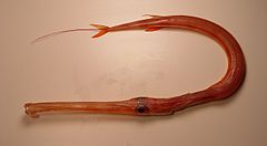 aka-yagara red cornetfish