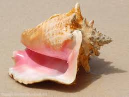 conch