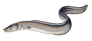 anago anguilla di mare