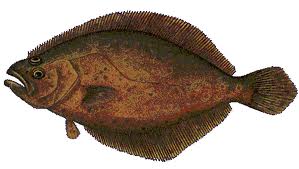 engawa fluke