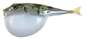 fugu pesce palla