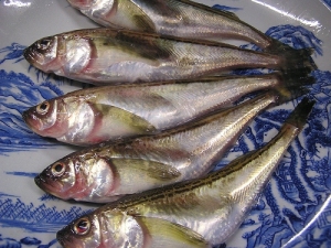 hatahata