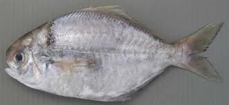 ibodai