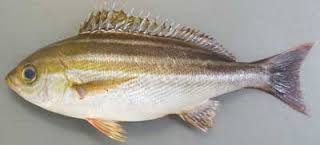 isaki