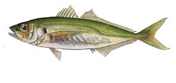Aji jack mackerel