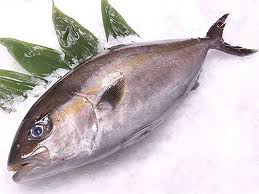 kanpachi