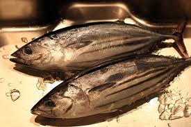 katsuo