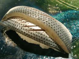 konoshiro nigiri