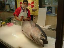 maguro