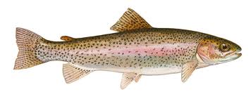 masu