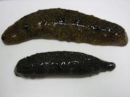 namako
