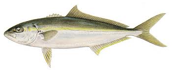 hiramasa