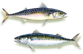saba