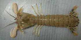 shako