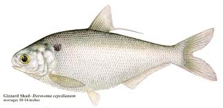shinko