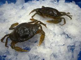 Soft shell crab