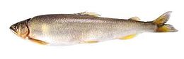 ayu sweetfish