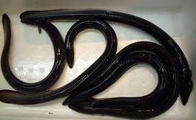 unagi