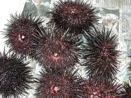 uni