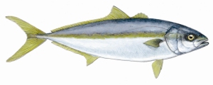 buri tonno pinne gialle