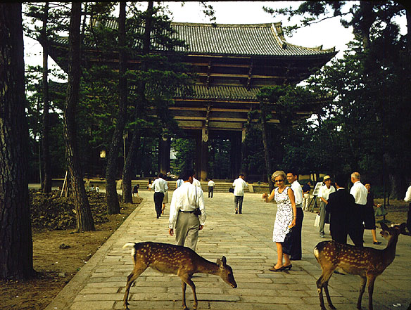 Nara view