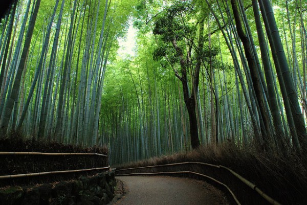 Arashiyama bamboo forest