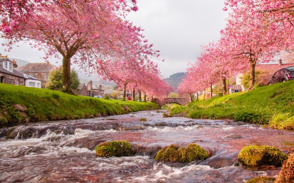 sakura giappone