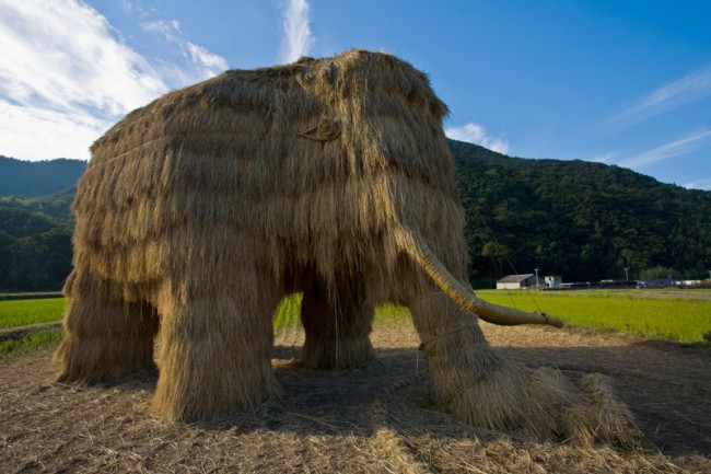 Mammut paglia di riso